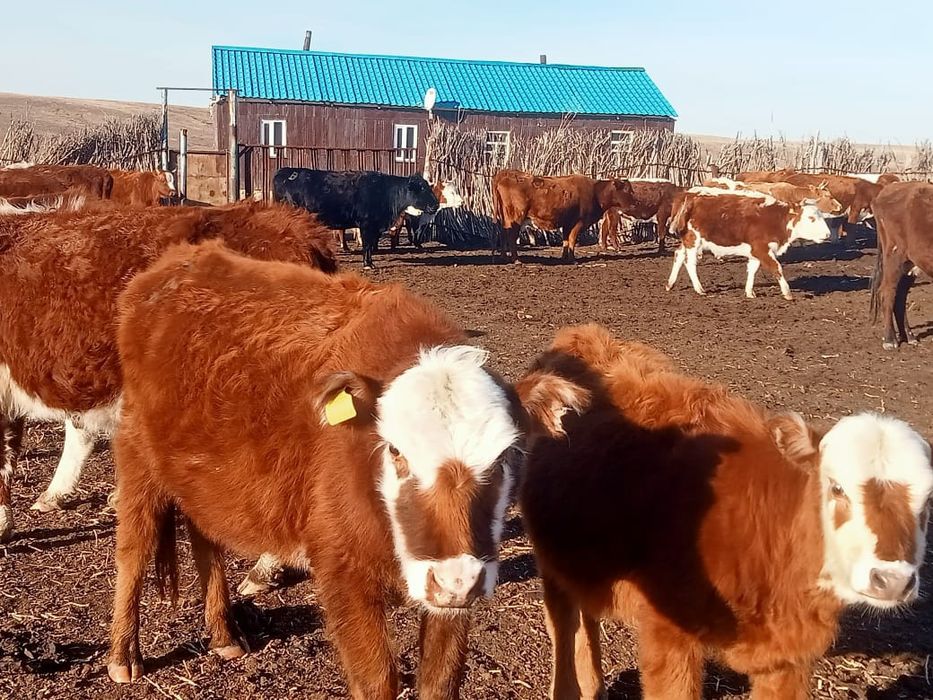 Коровы с телятами