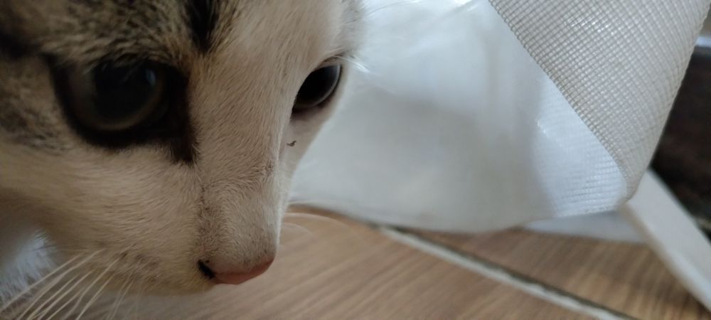 Срочно отдаем малыша 2.5 месяца!!!