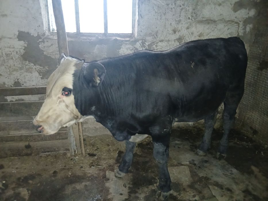 Подсос еркек бұзау