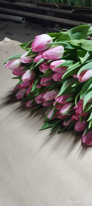 2026 ТЮЛЬПАНЫ оптом и в розницу