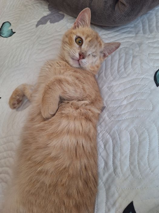 Подарявам коте на сериозни хора