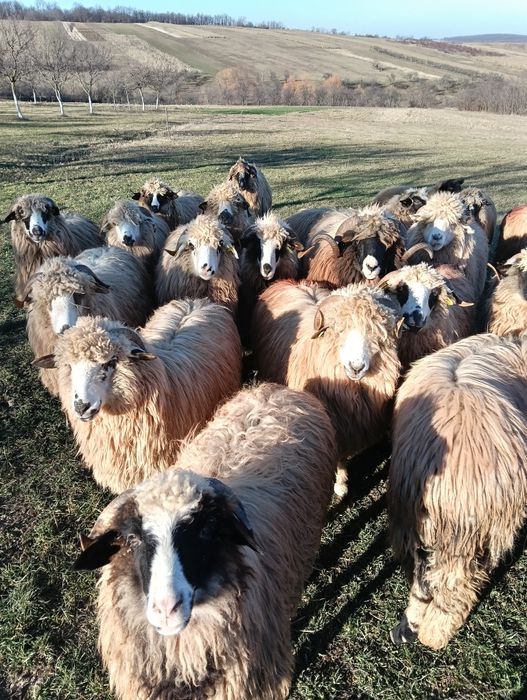 Vând 5 noatine breze și oacheșe