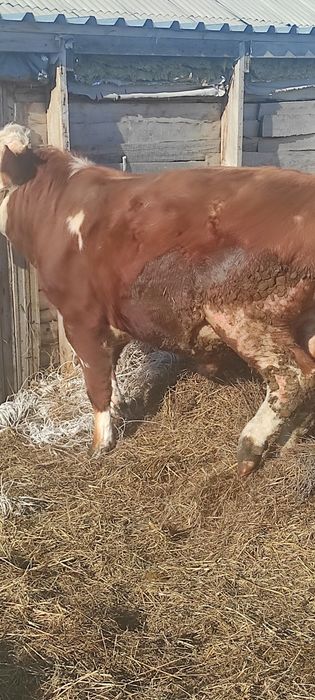 Немецкий сементал