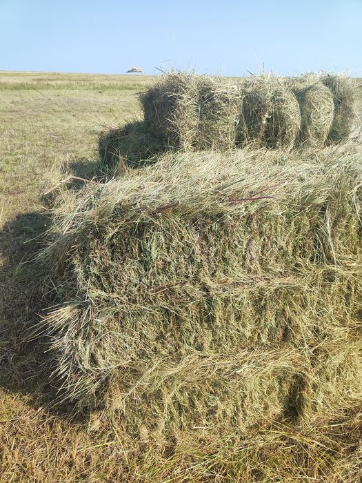 Сено в тюках и рулонах