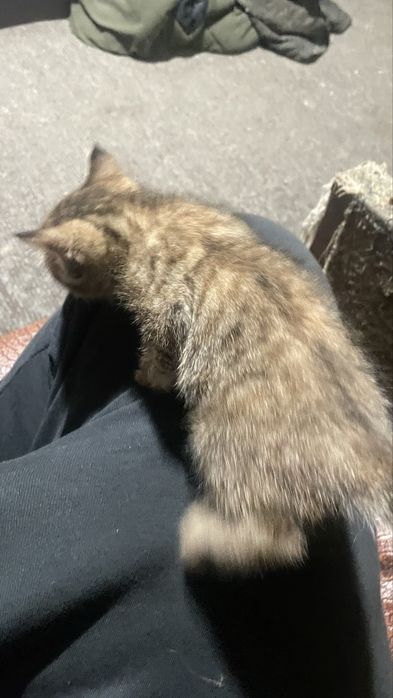 Отдам котят в хорошие руки две девочки