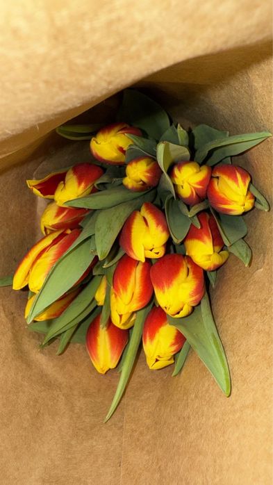 Тюльпаны Большие, Пионовидные