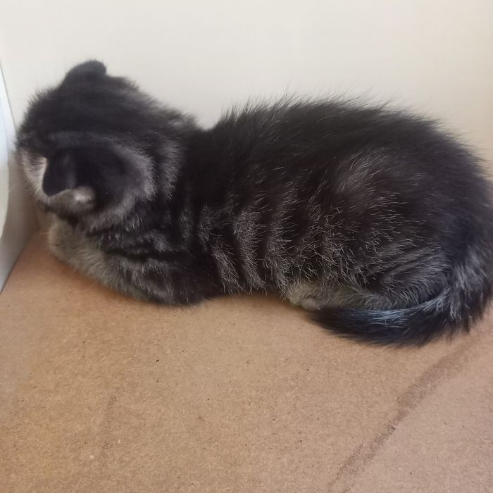 Вислоухий котёнок 1 мес мальчик