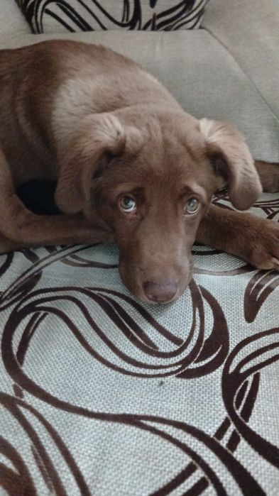 Продам щенка лабрадора