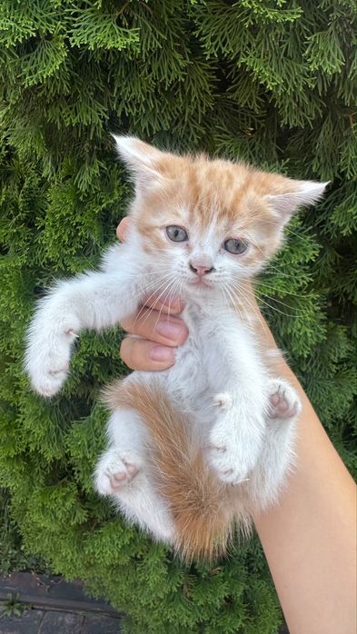 Котята 1,5 месяца