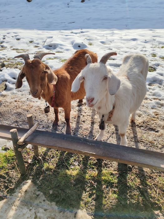 Vand capre anglo-nubian