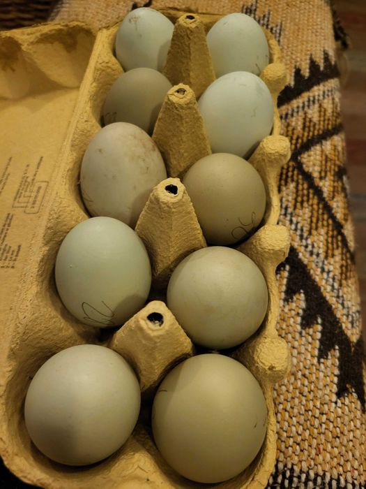 Vand oua gaini Ameraucana