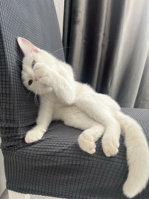 Кошка альбинос в добрые руки