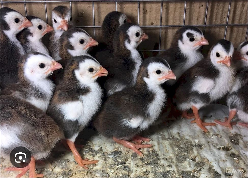 Sesarka jojasi / цесарята