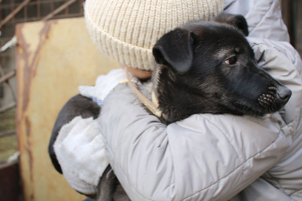 Отдам в добрые руки