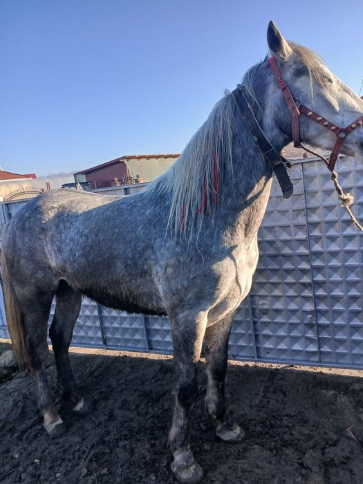 De vânzare cal castrat