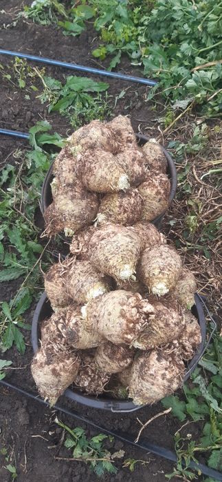 Vând țelina radacină