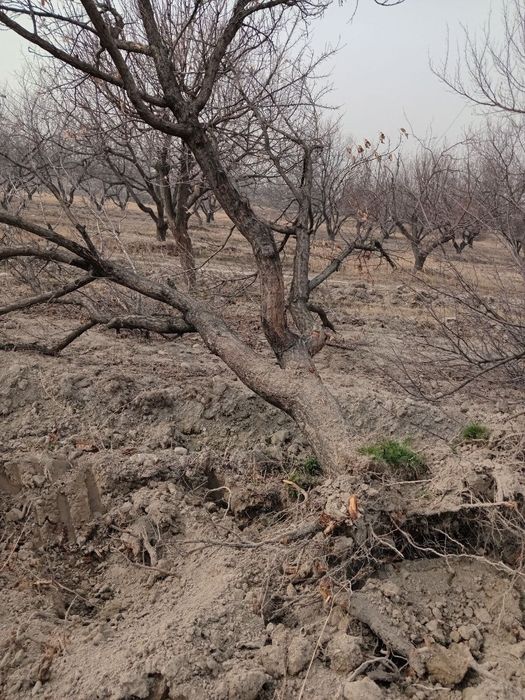 O'rik o‘tinlar sotiladi 15-20 yillik ko‘chirilgan tayyor