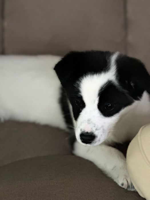 Ищем дом щенку, 3,5 месяца