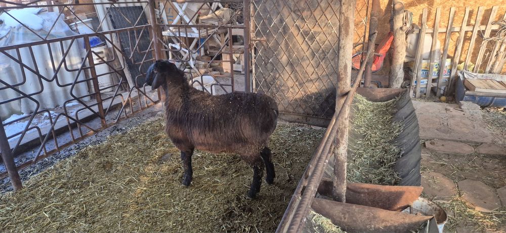 Кочкор(к,ози) сотилади