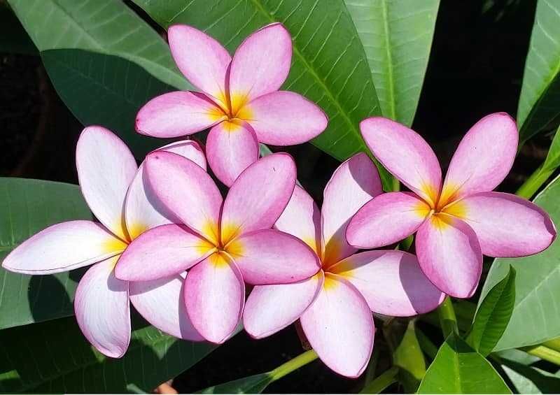 Плумерия - Франджипани