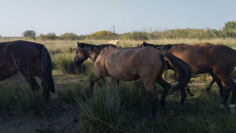 Буаз бие сатамын