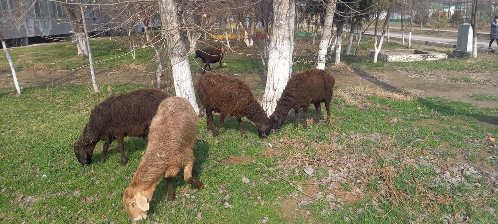 Хусори куйлар сотилади