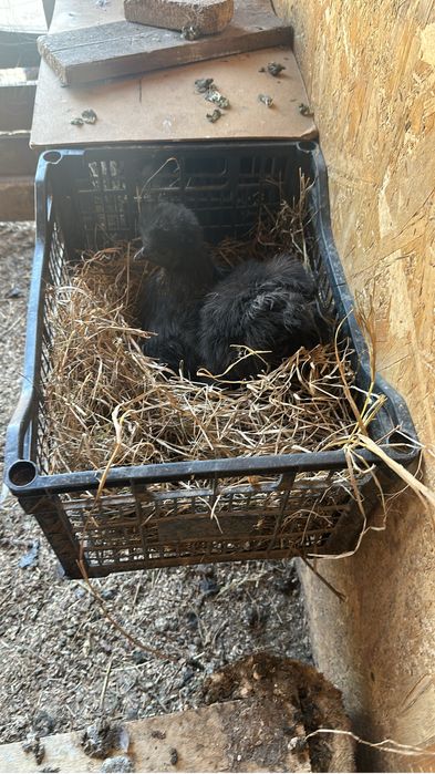 Disponibil ouă de incubat matase japoneză pret 8 lei buc