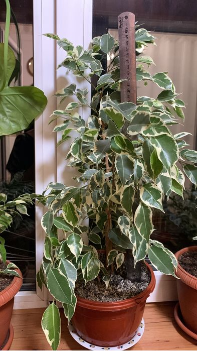 Продам пестрый Бенжамин , Пальму