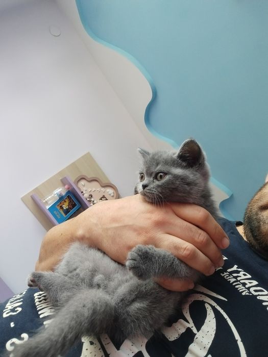 Британски късокосмести котенца търсят грижовни стопани