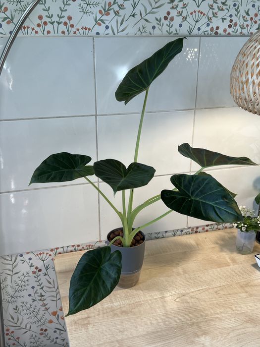 Алоказия регал щилд