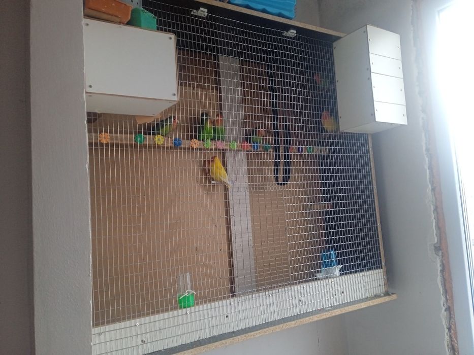 Попугай неразлучники