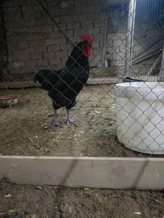 Qora tovuq tayyor tuxumda 6+1