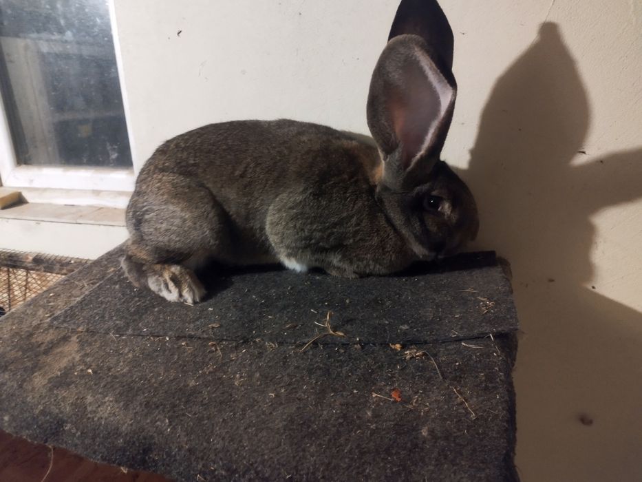 Uriaș German Disponibili doar înpreună!