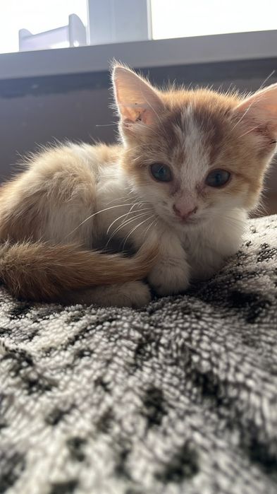 Котенок в добрые руки. Бесплатно.