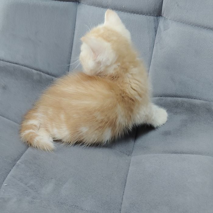 Котик Тяжеловес es22