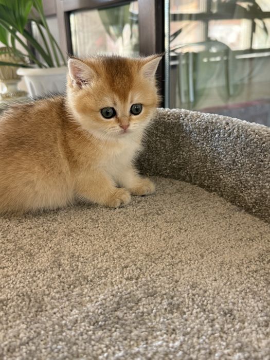 Золотая шиншила