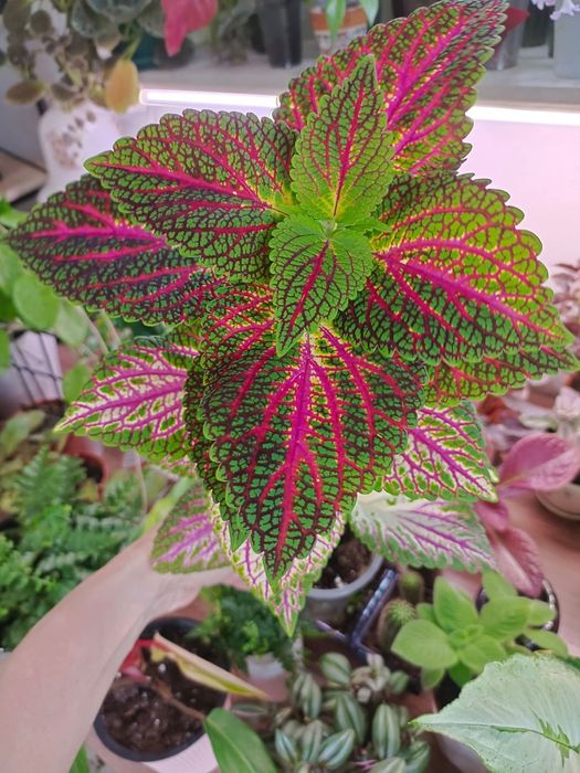 Комнатные растения