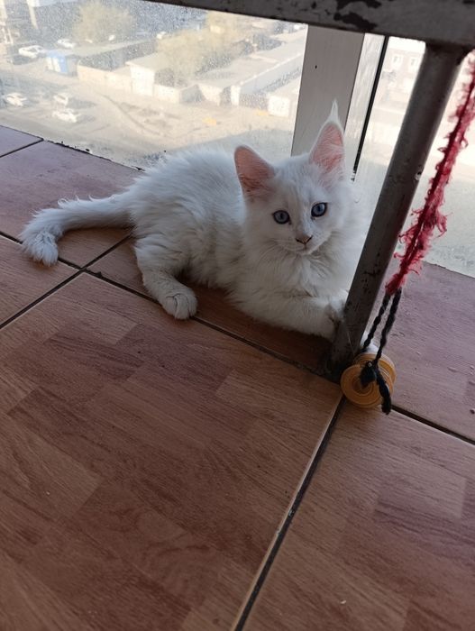 Продам котят мейнкунчиков