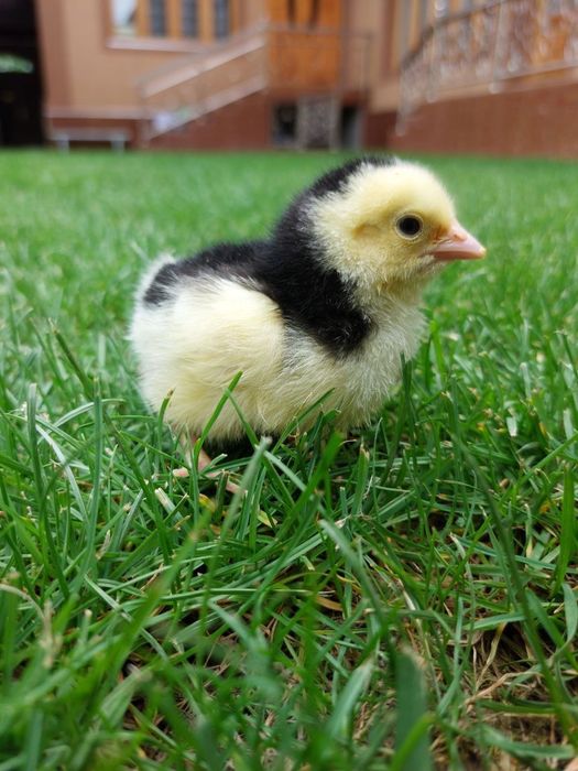 Sifatli jo‘jalar sotuvda mavjud