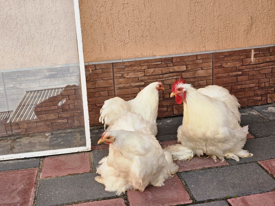 Sebright alb de vânzare