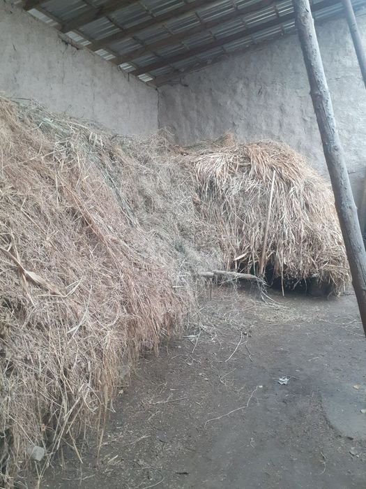 Yaxwi boqilgan Qisir qoylar sotiladi.sigirlar un xashak beda makka bor