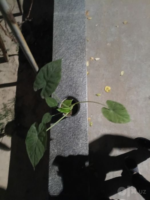 Комнатное растение Алоказия (Alocasia) в горшке / Домашний цветок