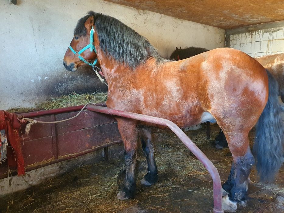 Vând sau schimb armasar