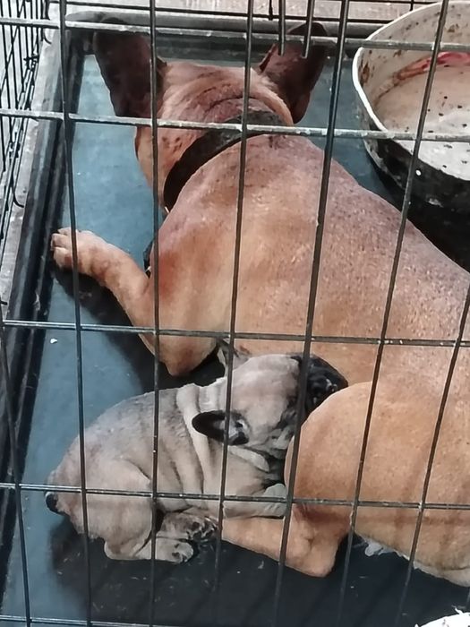 Французский  бульдог  щенки