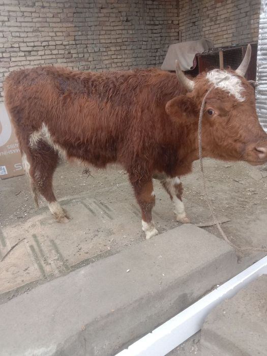 Бука сотилади соглом