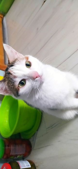 Отдам кошечек и котов