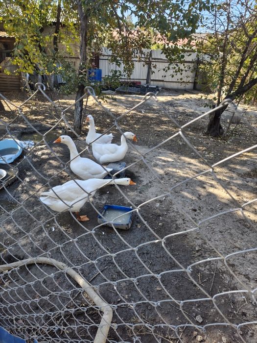 Продам гусей домашних.