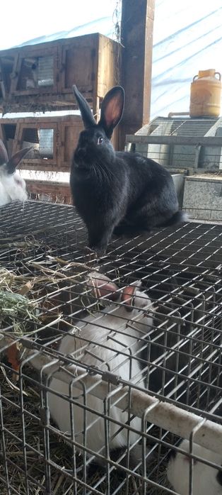 Yevro kalif quyonla sotiladi 200.00 min kelishamiz