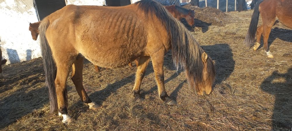 Биелер сатылады а