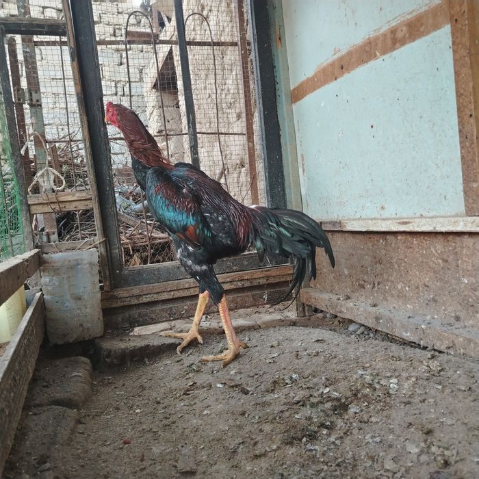 Август ойида чиккан жожа